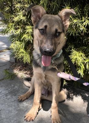 Klein, adopted, Puppy Male Shepherd.