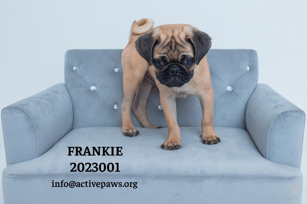 Frankie, Adoptable, Puppy Male Pug.