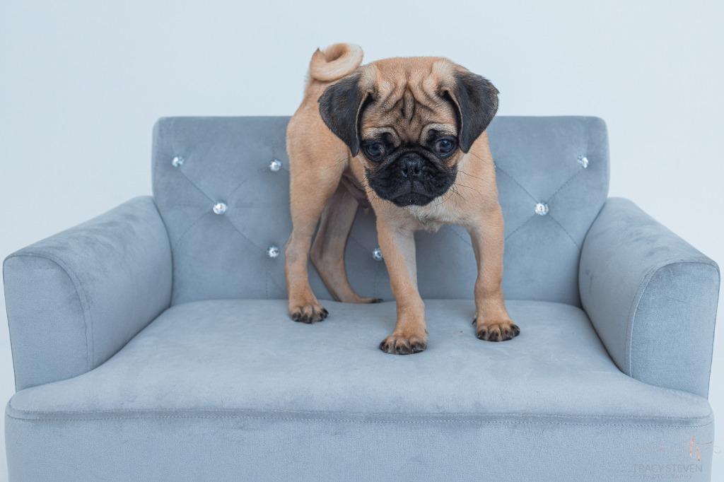 Enlarge Frankie, a Adoptable Pug in CONROE, TX image 2/3