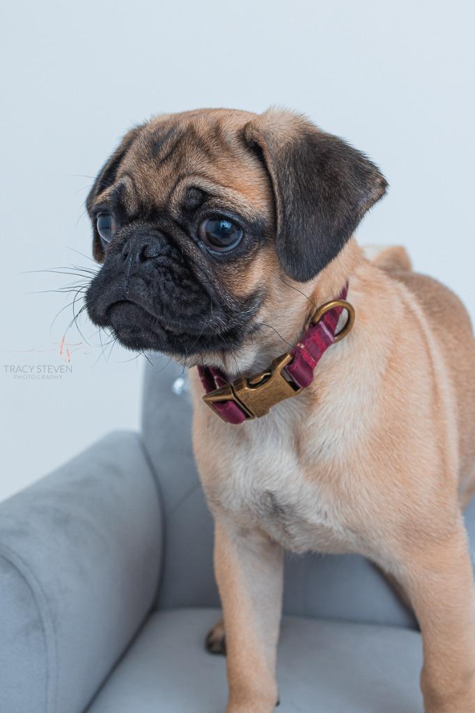 Enlarge Frankie, a Adoptable Pug in CONROE, TX image 3/3