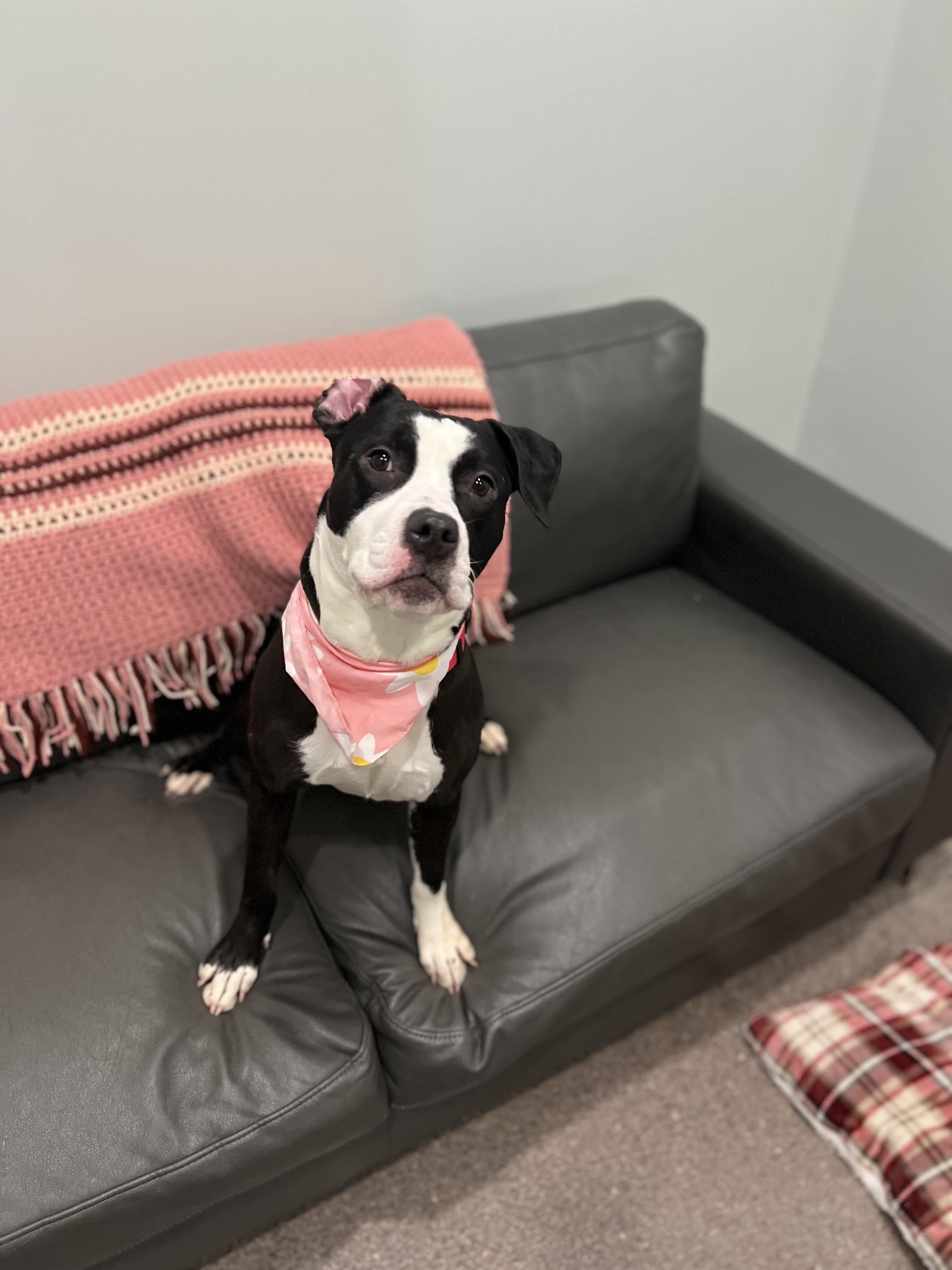 Daisy- Currently Enrolled In thumbnail 3