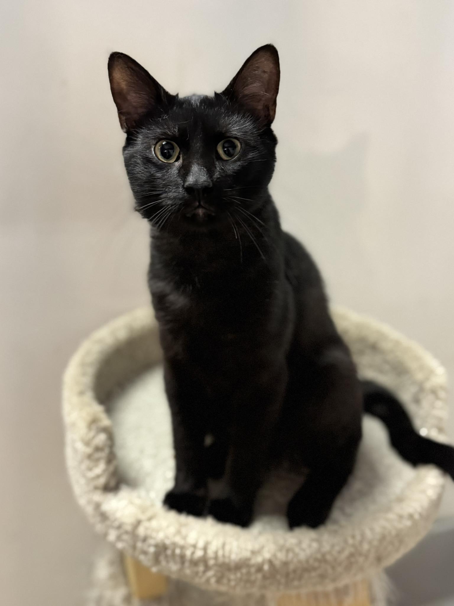 Enlarge Coal, a Adoptable Domestic Short Hair in Monticello, IL image 1/1