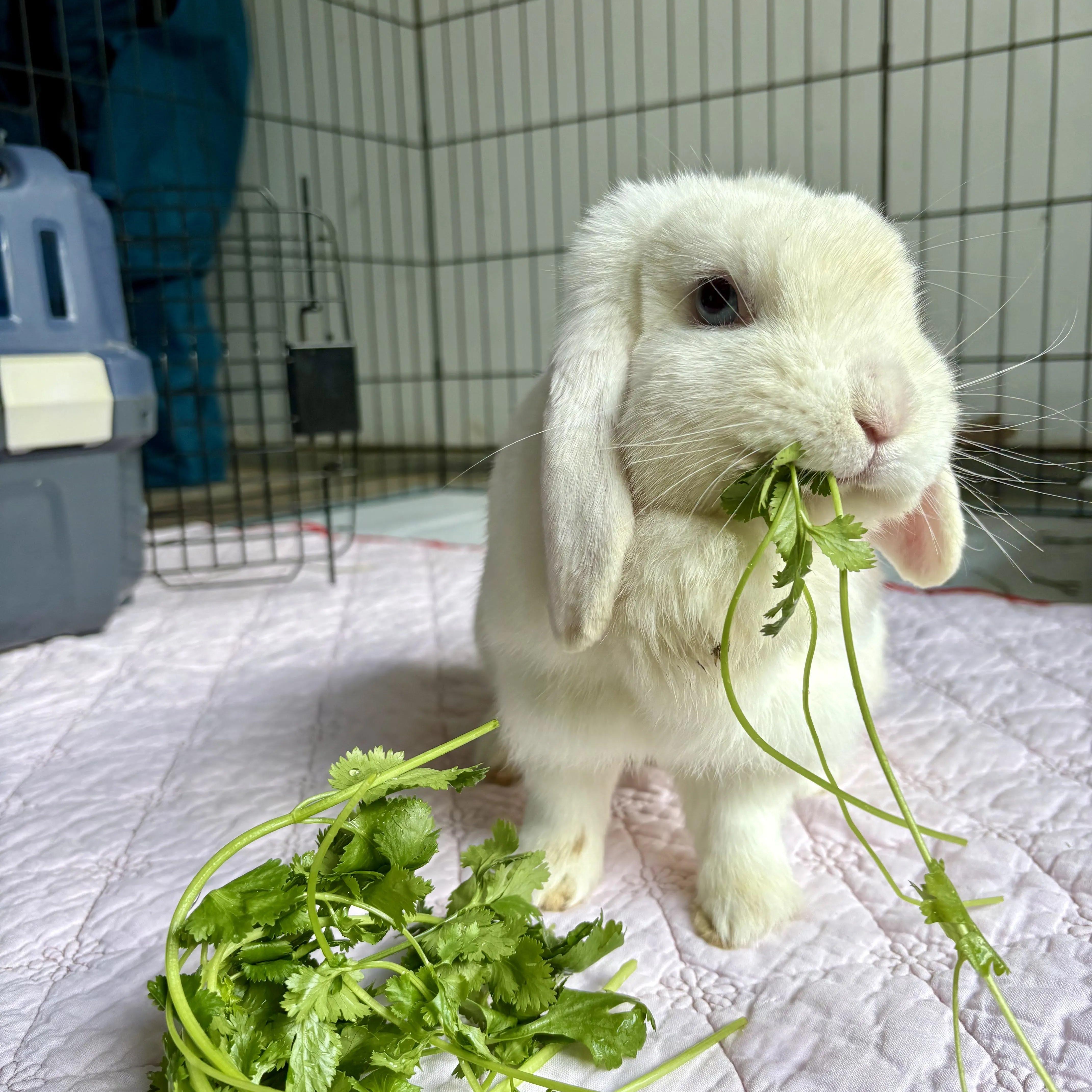 Enlarge Nova, a Adoptable Holland Lop in Ferndale, WA image 1/1