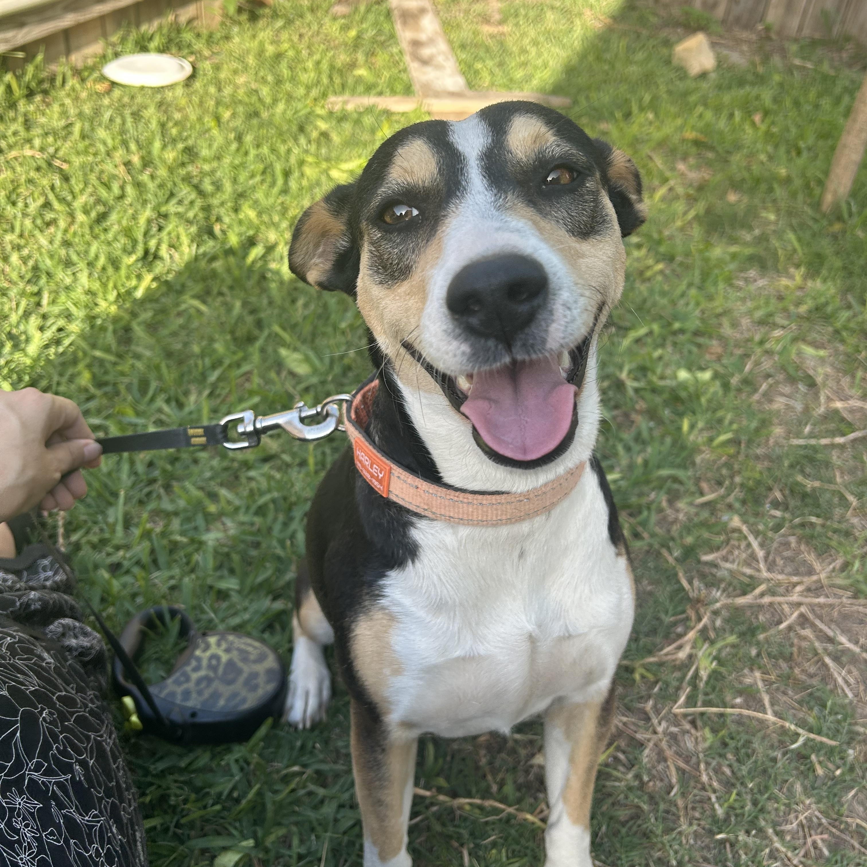 Jill, an adoptable American Foxhound in Eau Claire, WI, 54703 | Photo Image 1