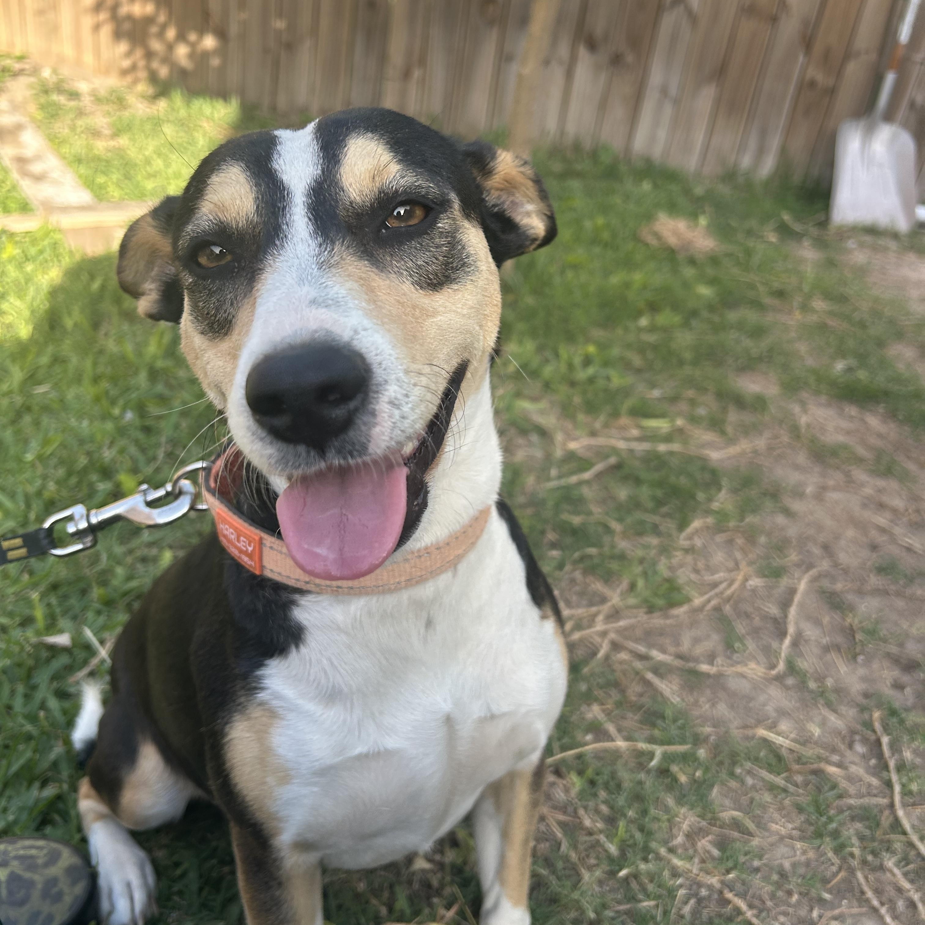 Jill, an adoptable American Foxhound in Eau Claire, WI, 54703 | Photo Image 2