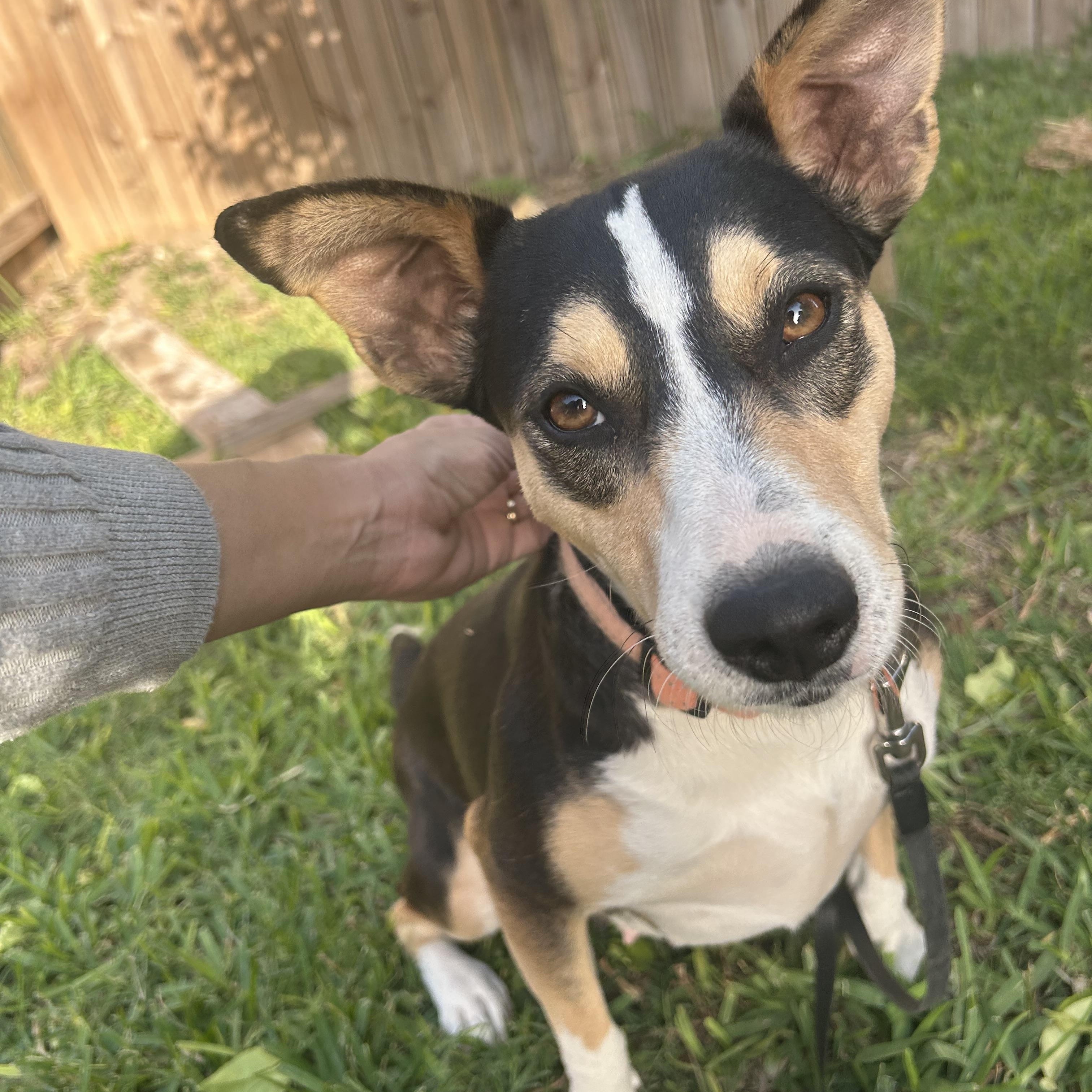 Jill, an adoptable American Foxhound in Eau Claire, WI, 54703 | Photo Image 5