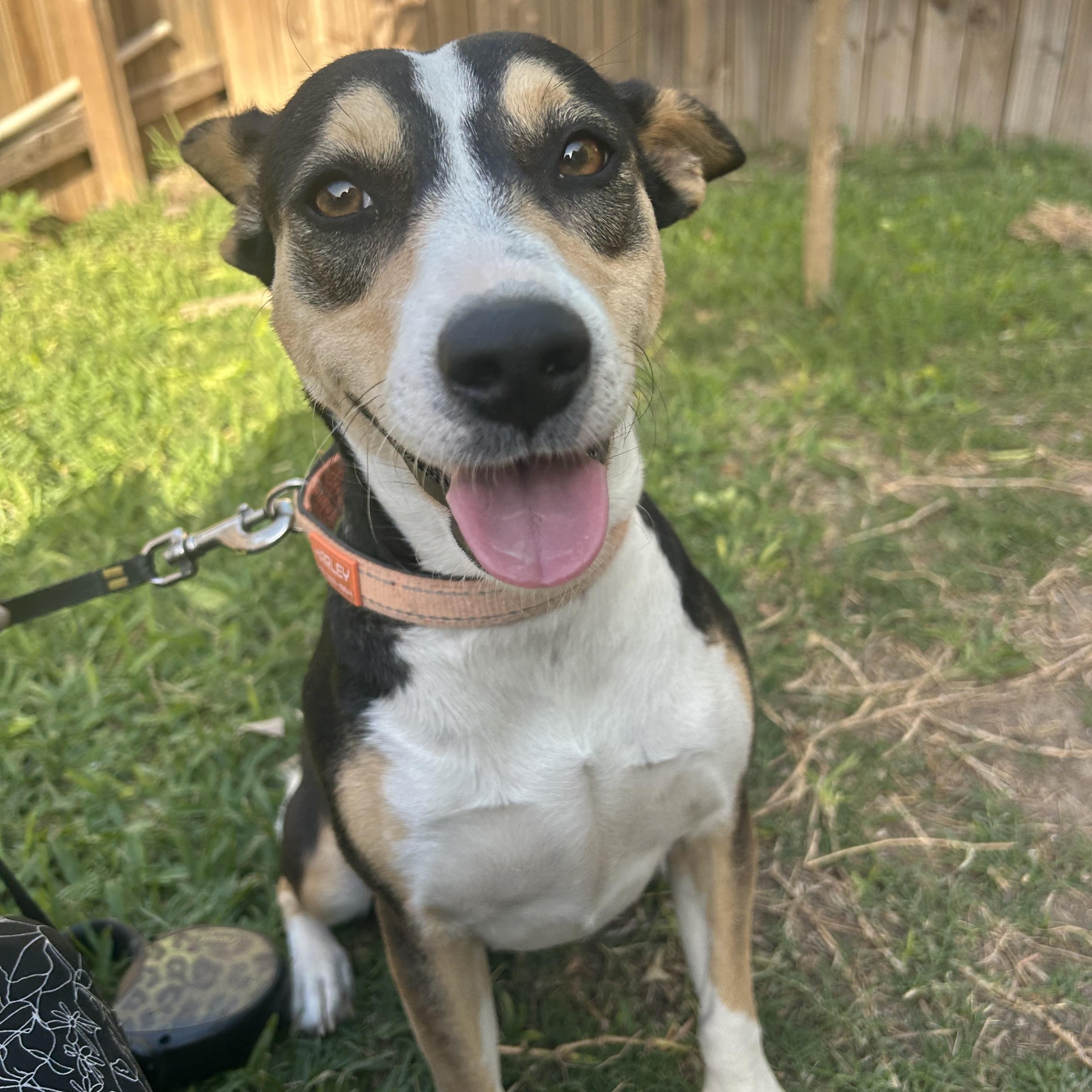 Jill, an adoptable American Foxhound in Eau Claire, WI, 54703 | Photo Image 4