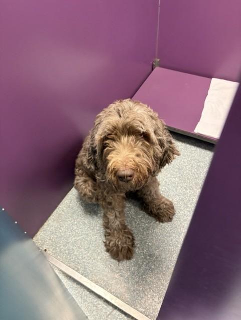 Enlarge Cocoa, an adopted Goldendoodle in Allen, TX image 1/1