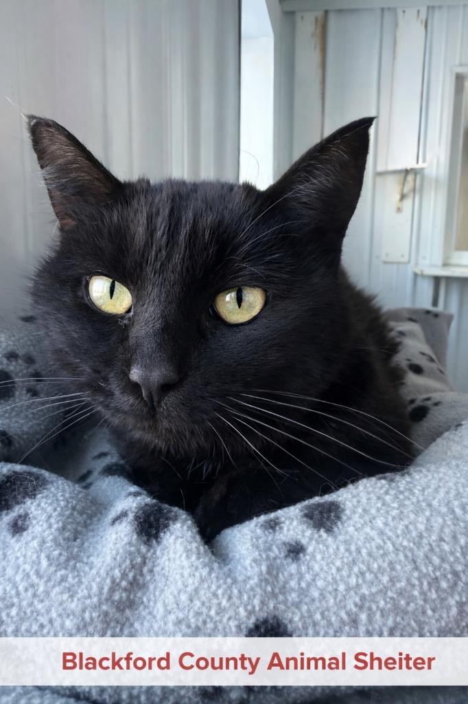 Mistletoe, Adoptable, Young Female Domestic Short Hair.