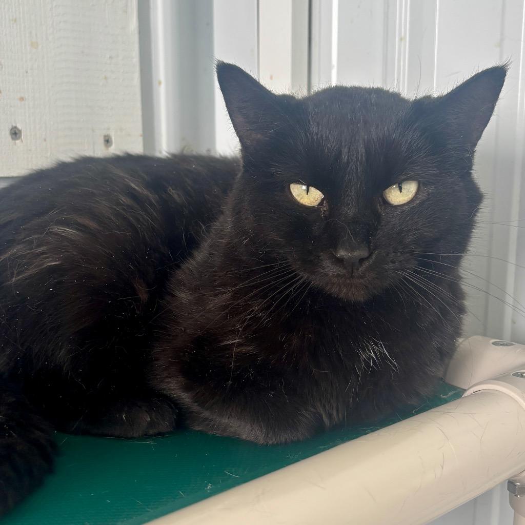 Mistletoe, a Adoptable mixed breed in Hartford City, IN image 3/6