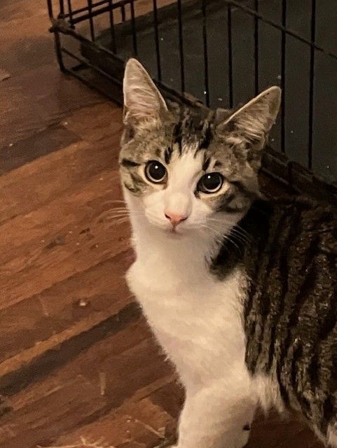 Enlarge Harley, a Adopted Domestic Short Hair in Chester Township, PA image 1/2