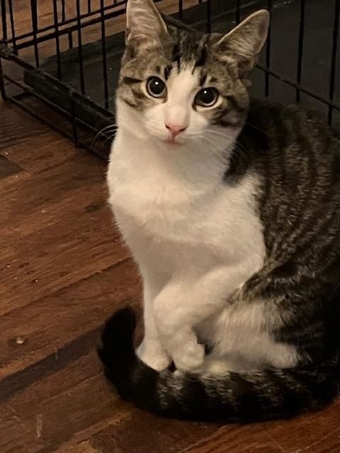 Enlarge Harley, a Adopted Domestic Short Hair in Chester Township, PA image 2/2