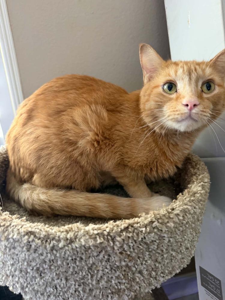 Enlarge Charlie, a Adoptable Tabby in Orlando, FL image 1/2