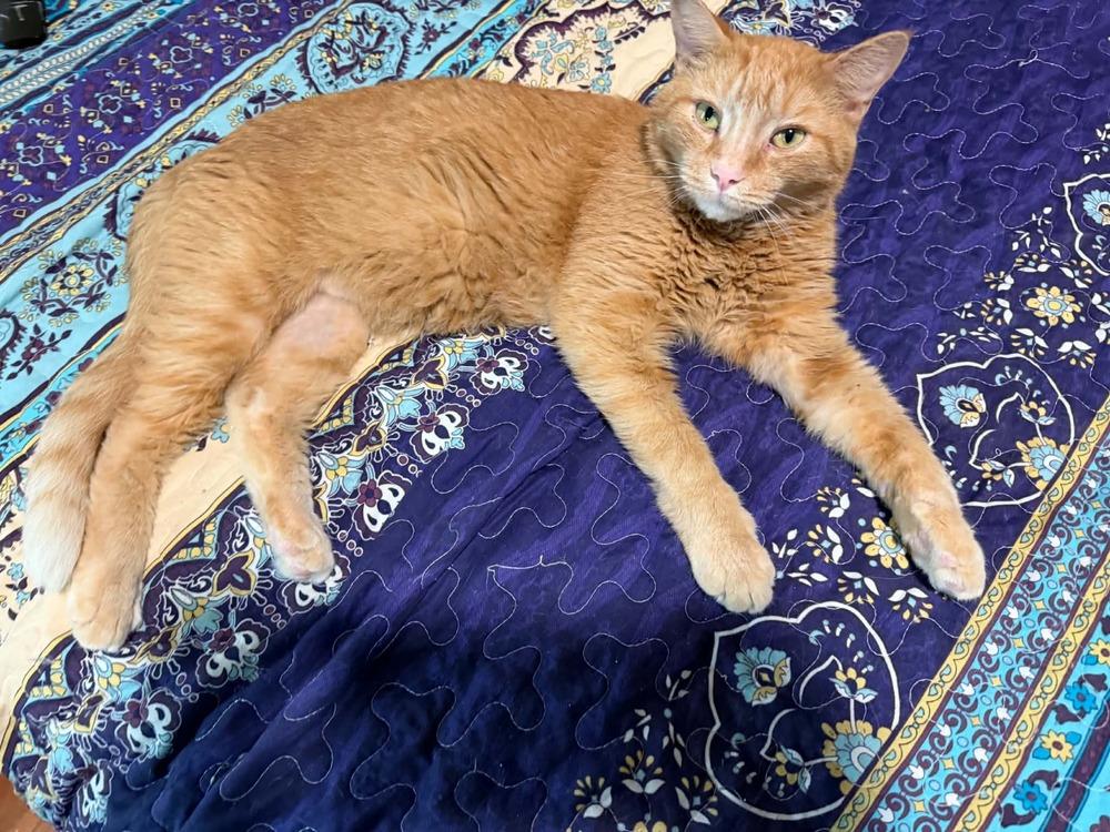 Enlarge Charlie, a Adoptable Tabby in Orlando, FL image 2/2