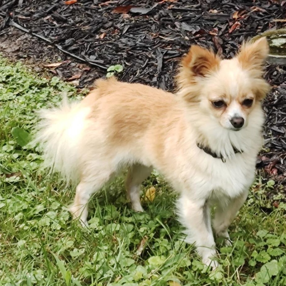 DAISY, an adopted mixed breed in Wilmington, OH image 1/4