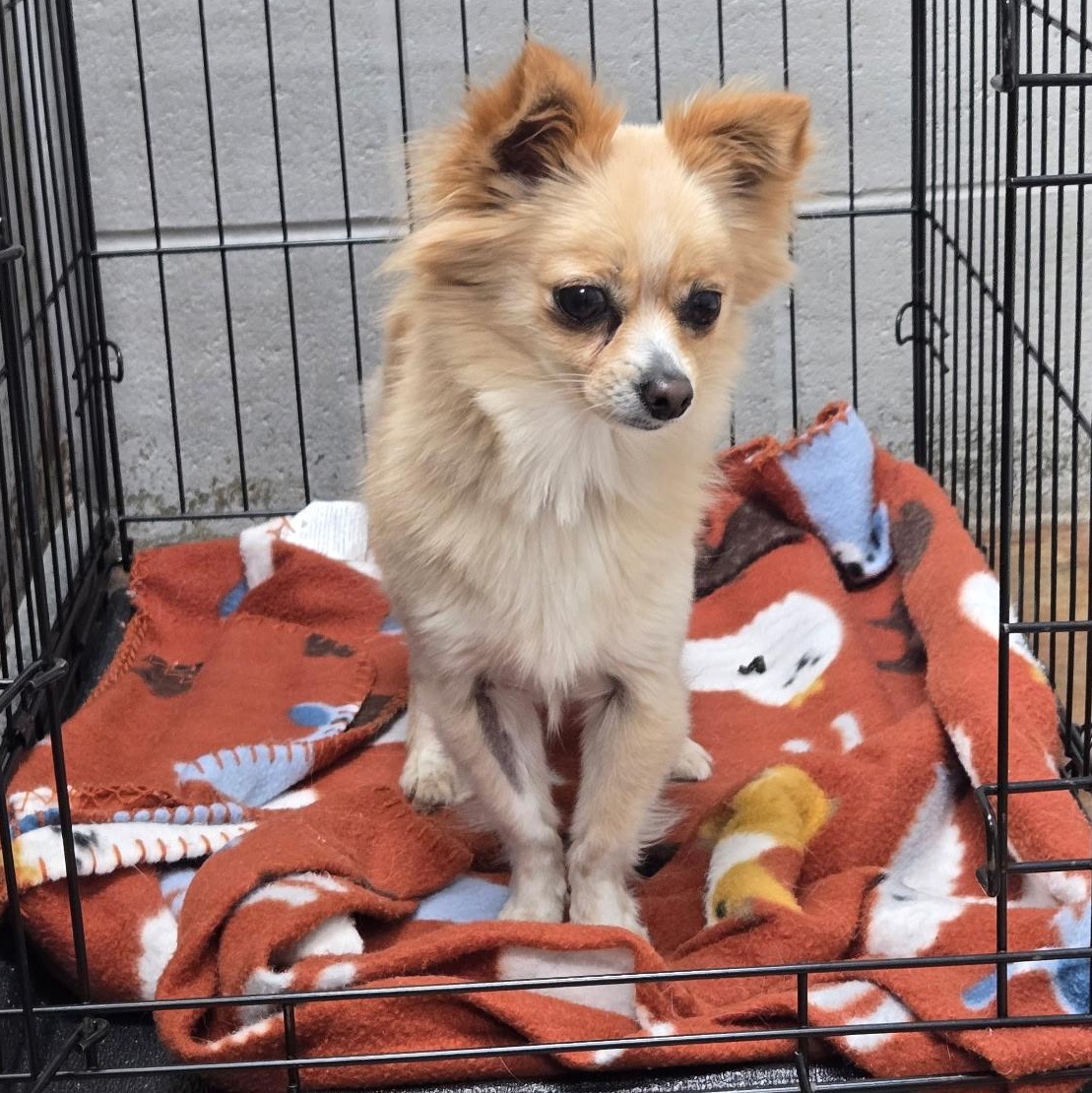 DAISY, an adopted mixed breed in Wilmington, OH image 2/4