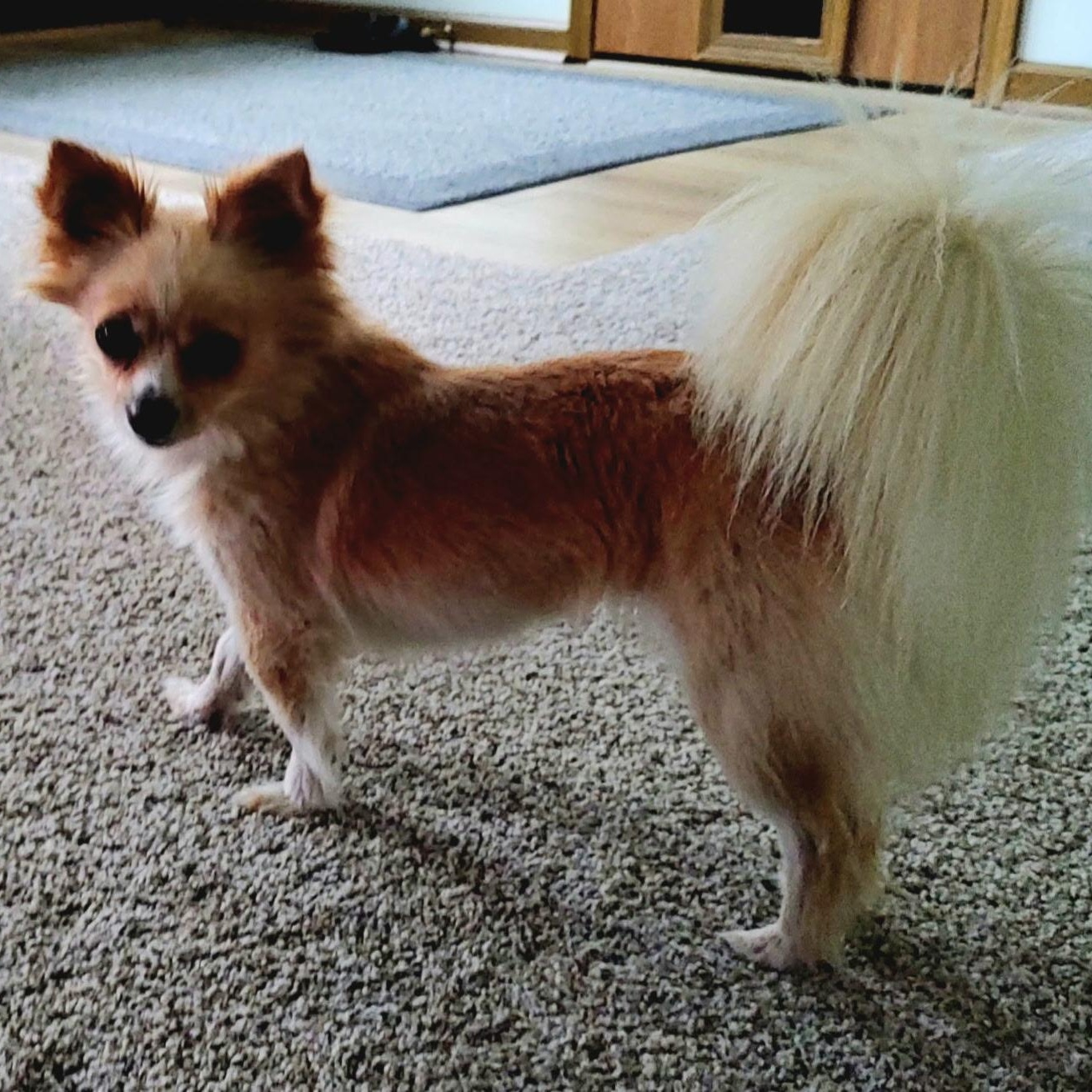 DAISY, an adopted mixed breed in Wilmington, OH image 3/4