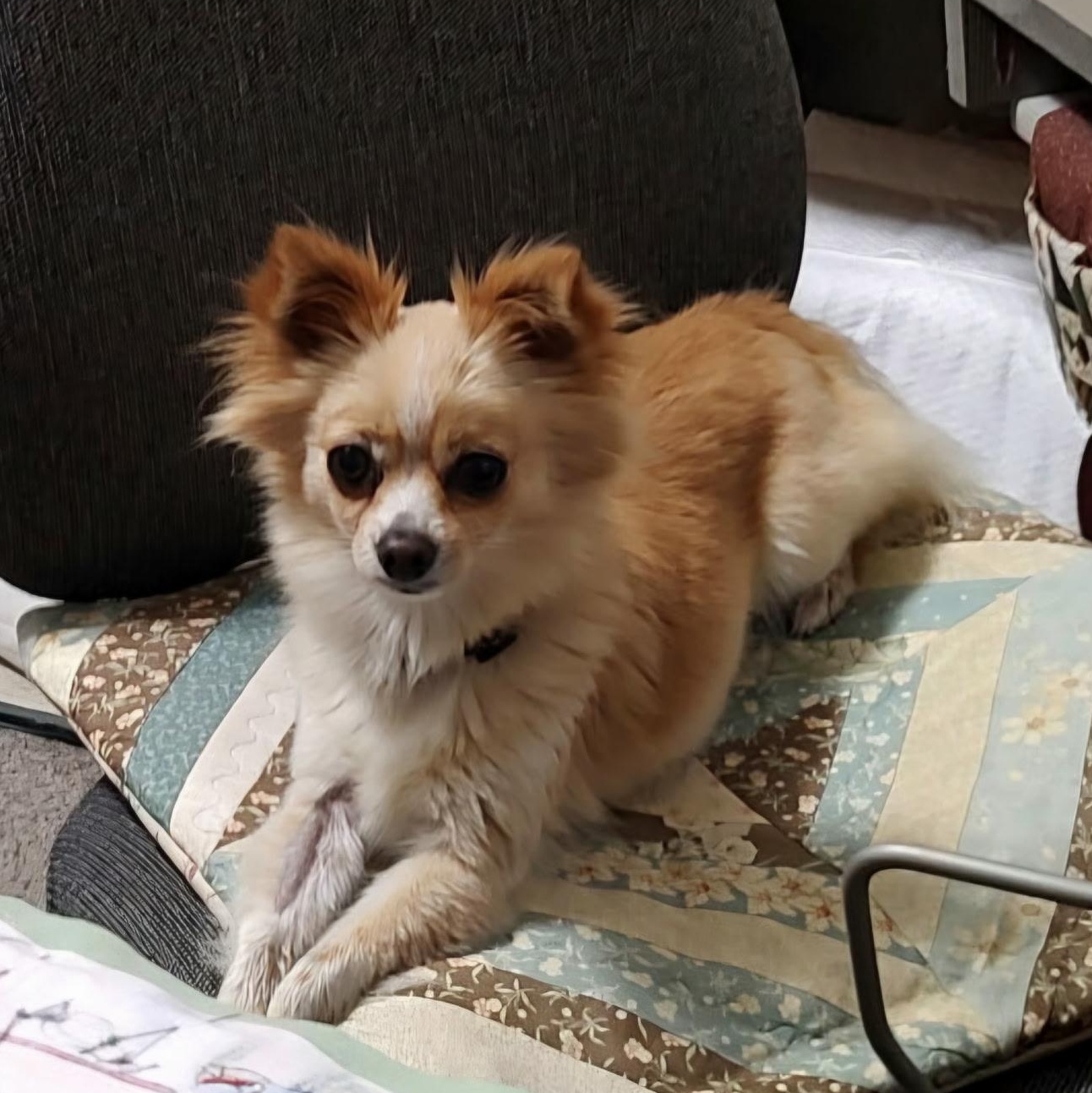 DAISY, an adopted mixed breed in Wilmington, OH image 4/4