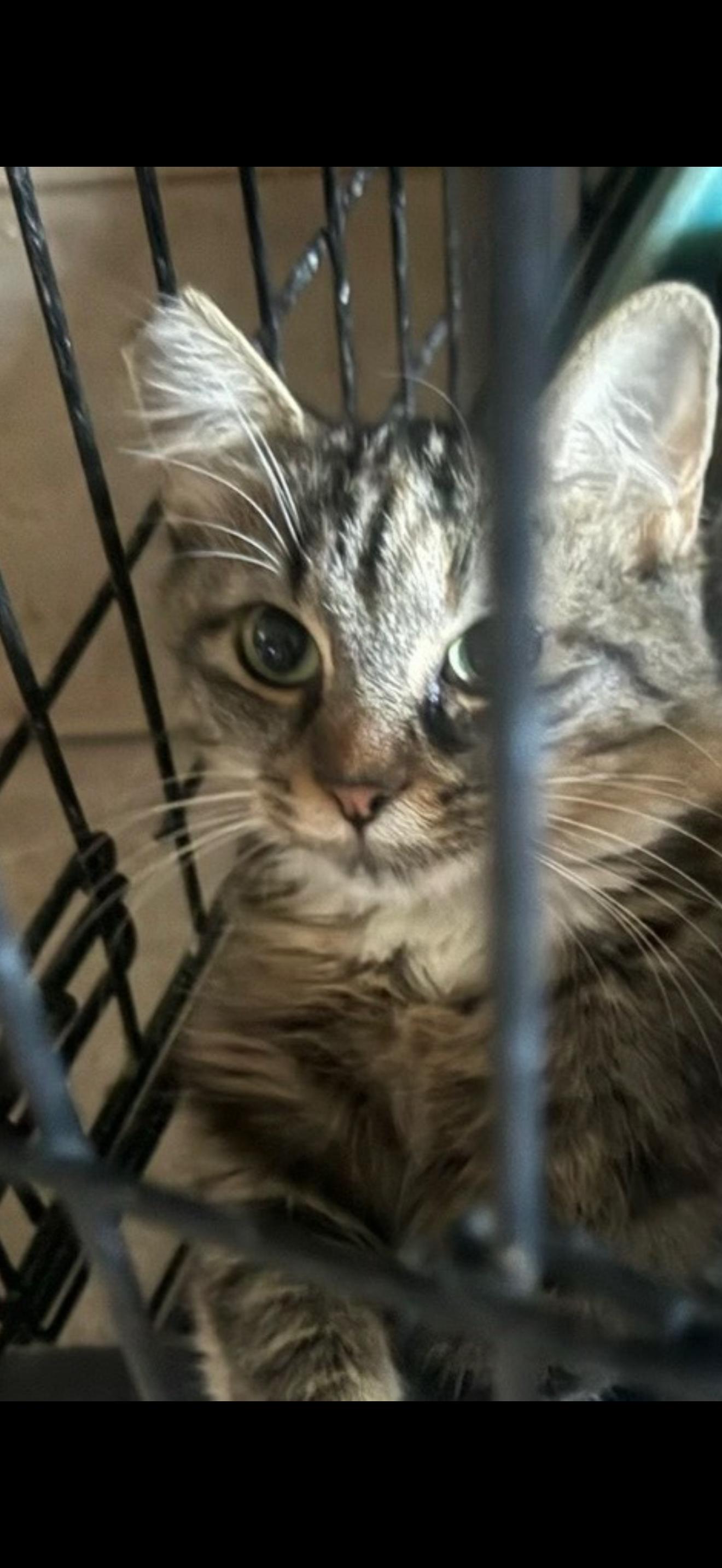 Cotton Mouth, ADOPTABLE, Adult Female Tabby.