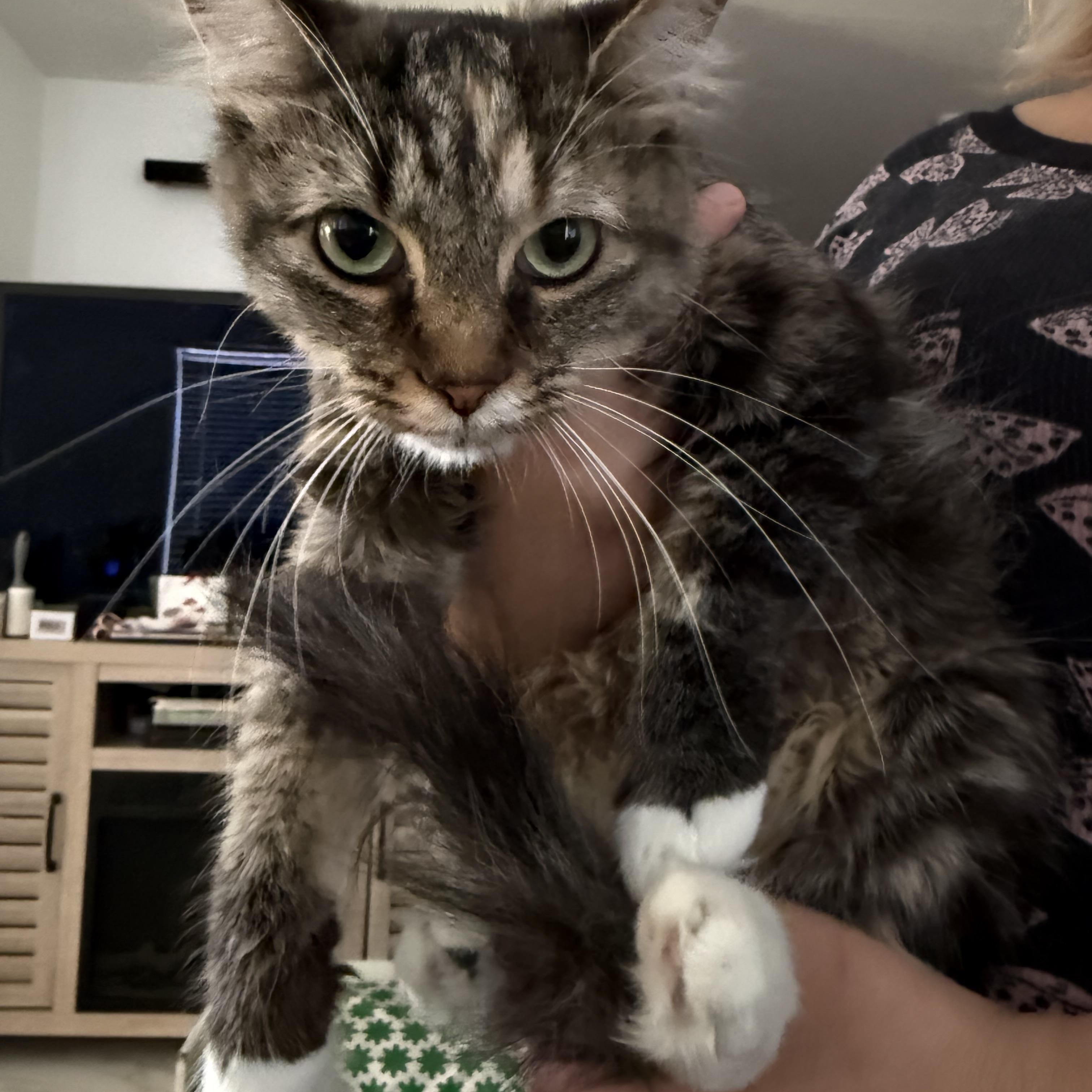 Enlarge Cotton Mouth, a ADOPTABLE Tabby in Las Vegas, NV image 2/2