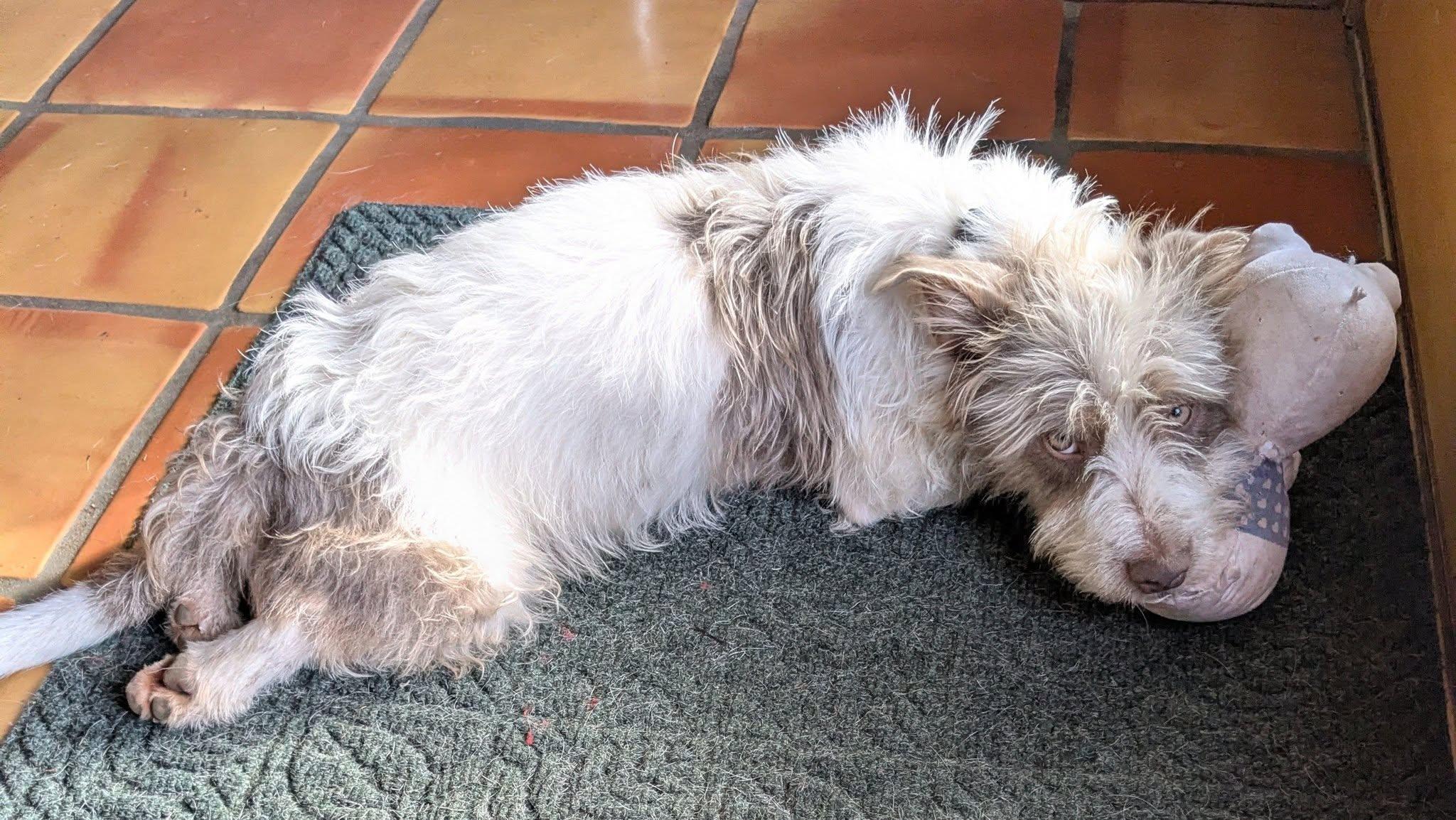 Enlarge Henry, a ADOPTABLE mixed breed in Vancouver, BC image 6/6