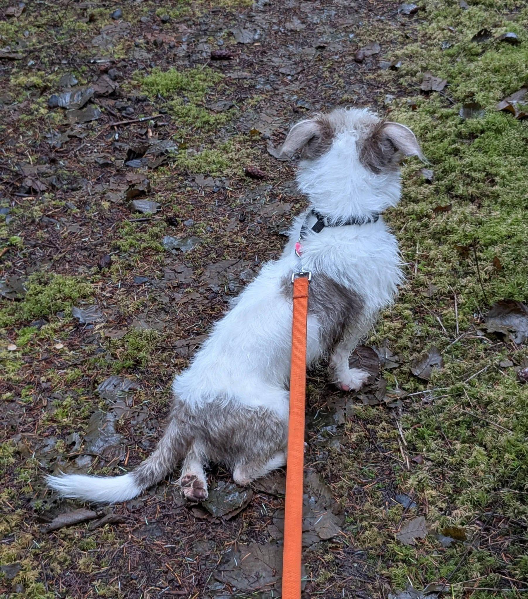 Enlarge Henry, a ADOPTABLE mixed breed in Vancouver, BC image 3/6