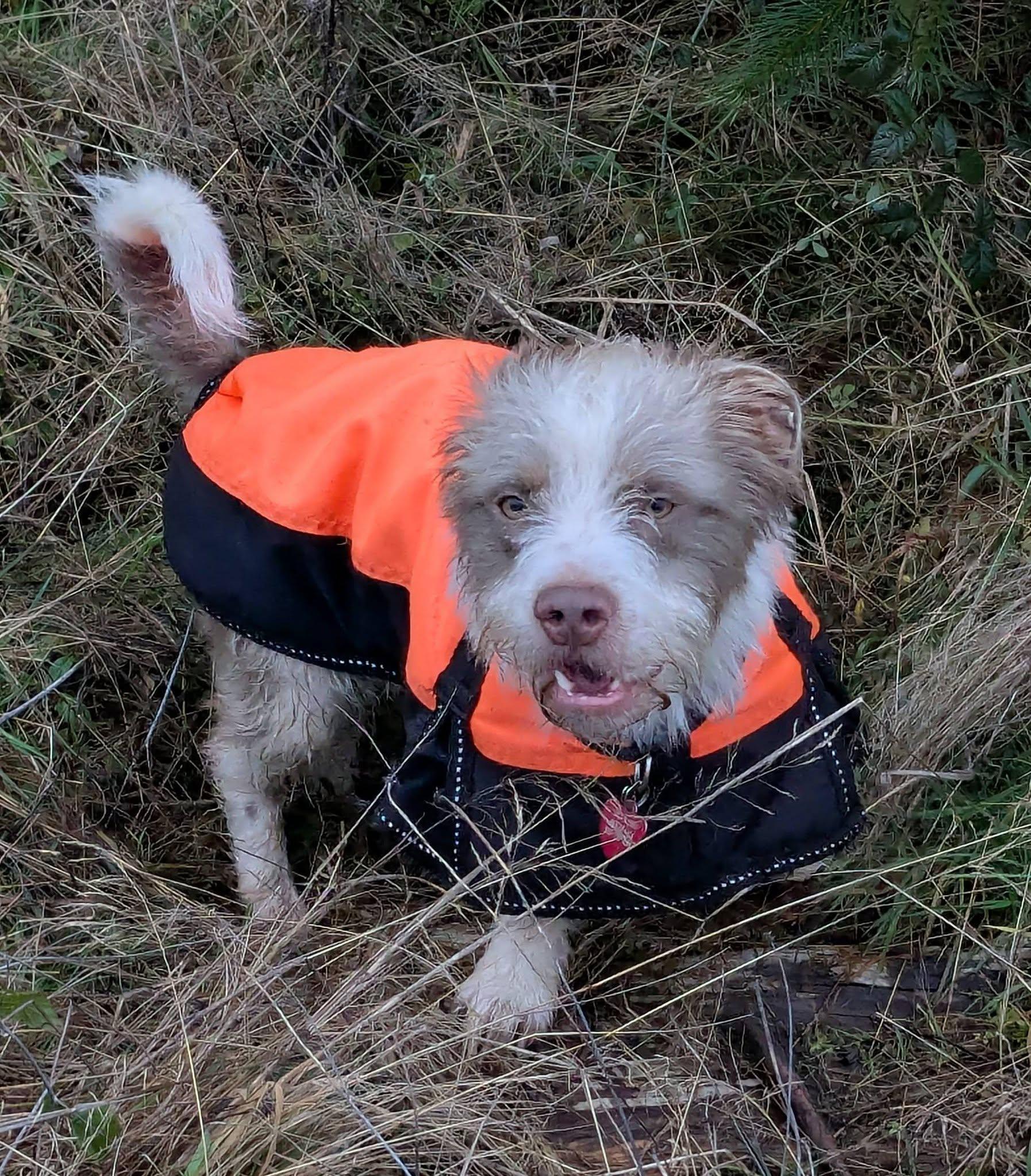 Enlarge Henry, a ADOPTABLE mixed breed in Vancouver, BC image 5/6