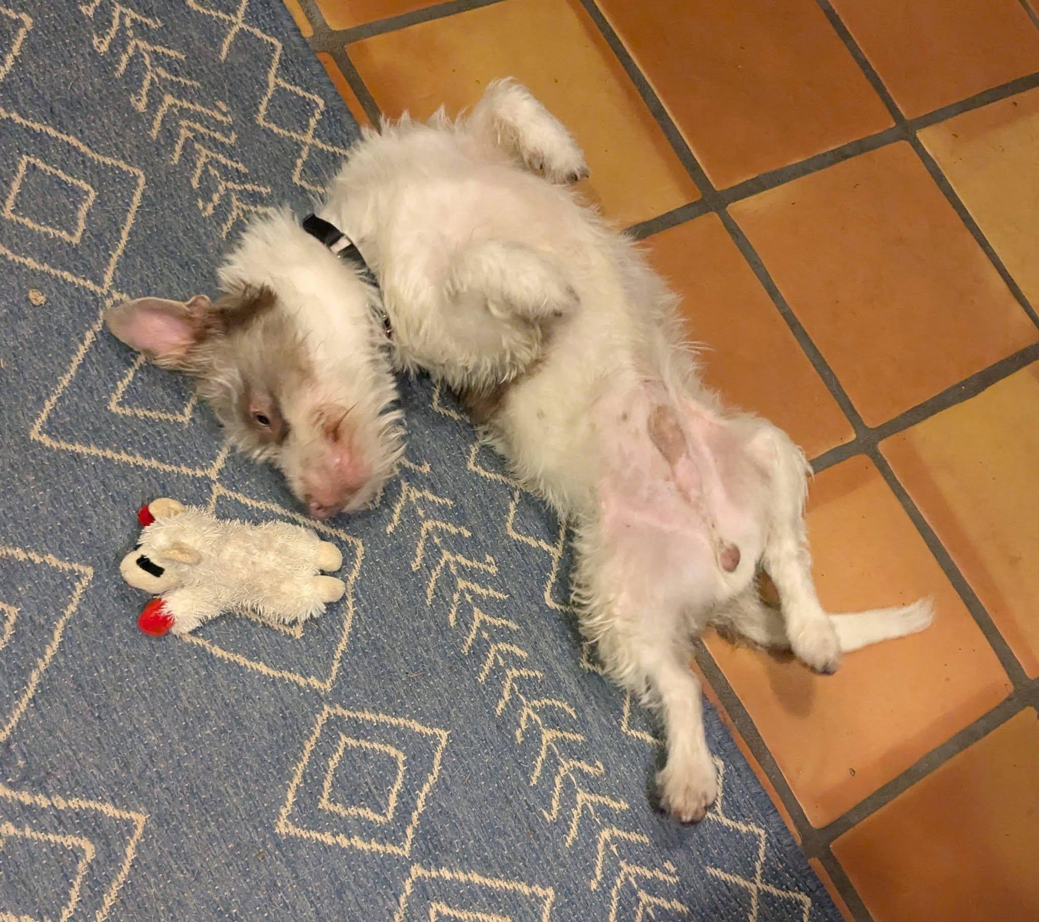 Henry, ADOPTABLE, Young Male Havanese & Staffordshire Bull Terrier.