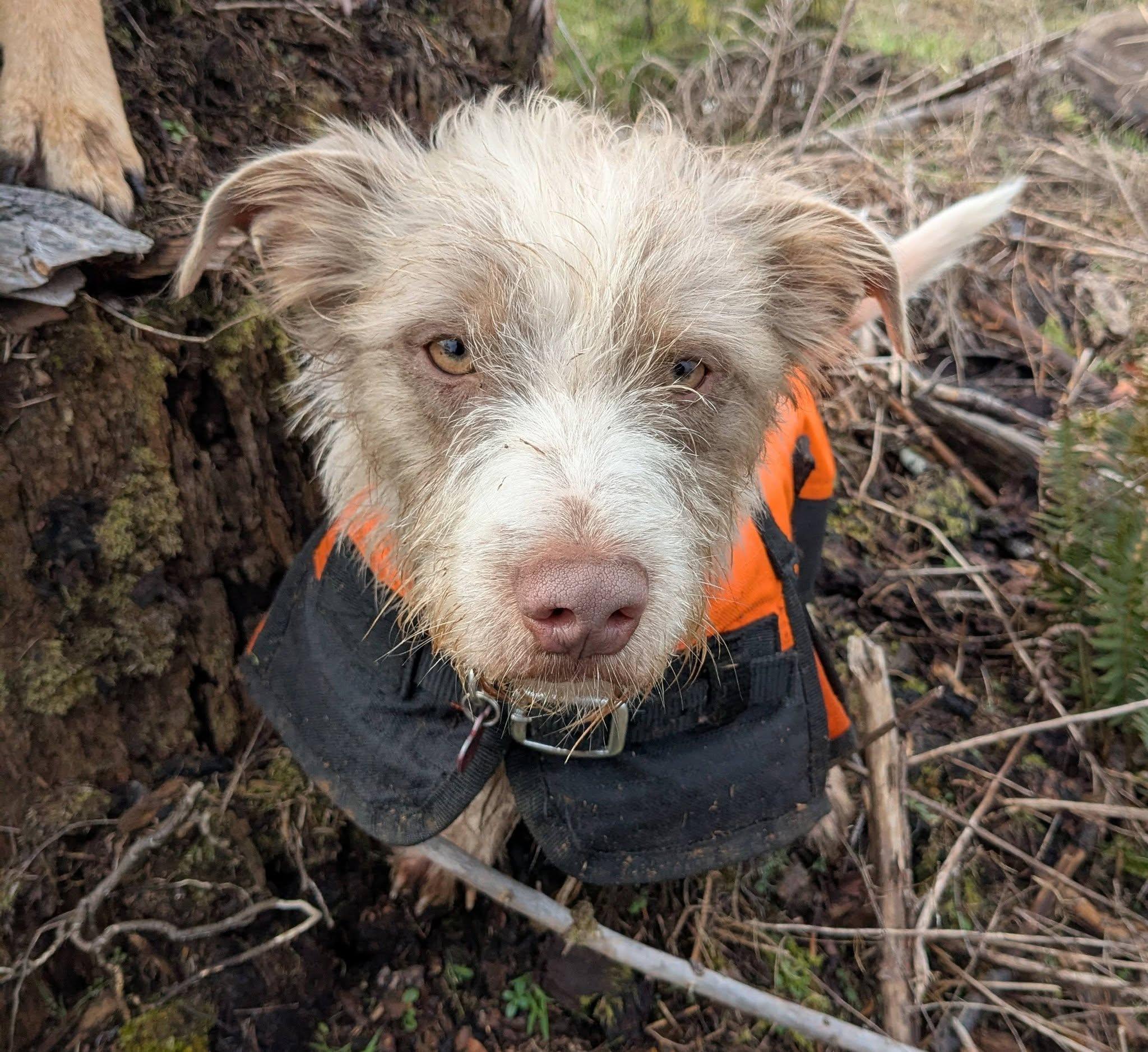 Enlarge Henry, a ADOPTABLE mixed breed in Vancouver, BC image 2/6