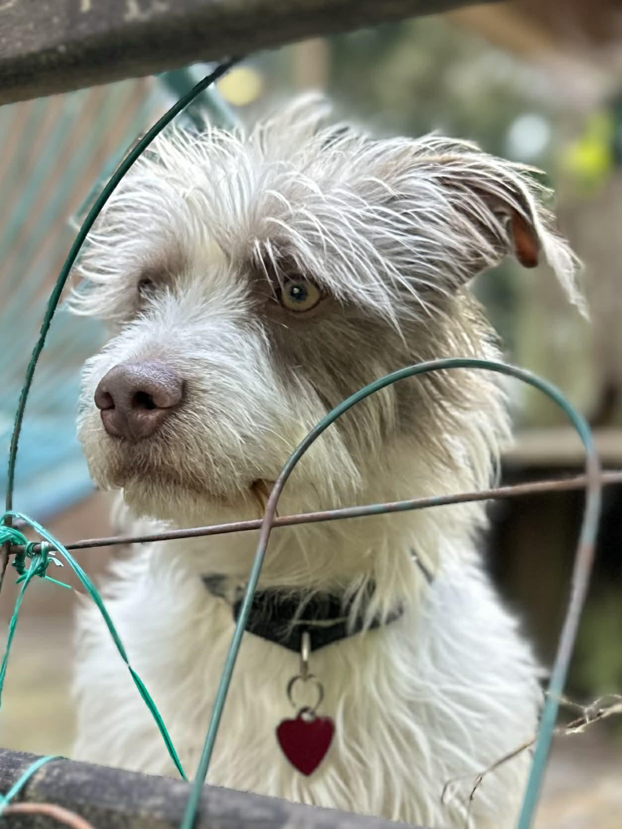 Henry, ADOPTABLE, Young Male Havanese & Staffordshire Bull Terrier.