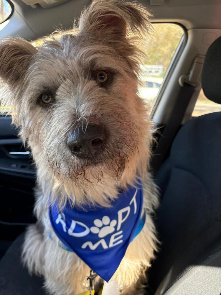 Enlarge Fozzie (FOSTERED LOCALLY), a Adoptable mixed breed in Leverett, MA image 1/6