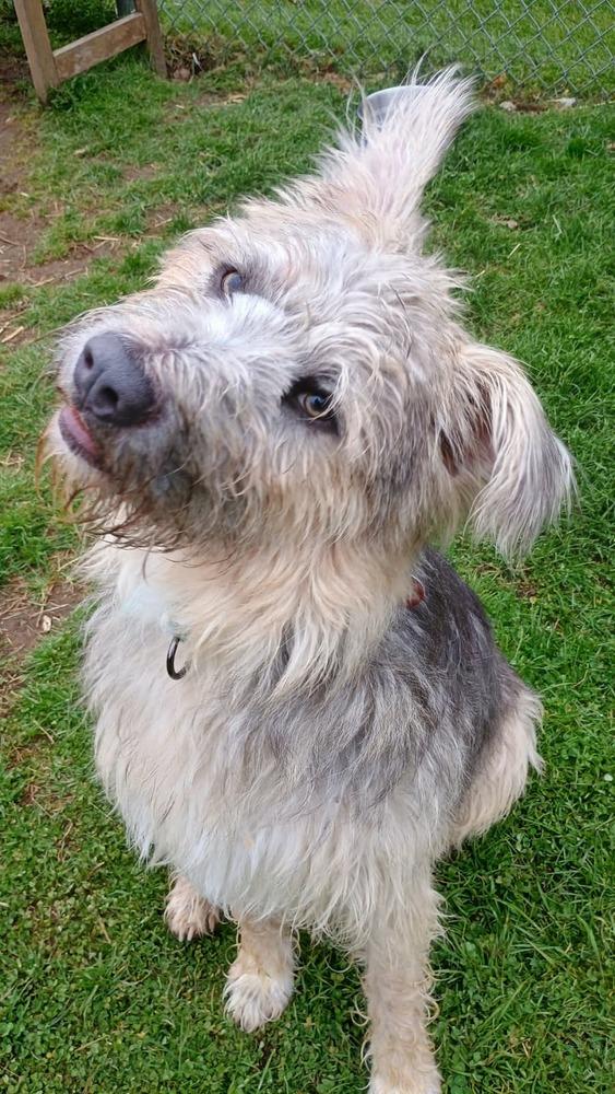 Enlarge Fozzie (FOSTERED LOCALLY), a Adoptable mixed breed in Leverett, MA image 3/6