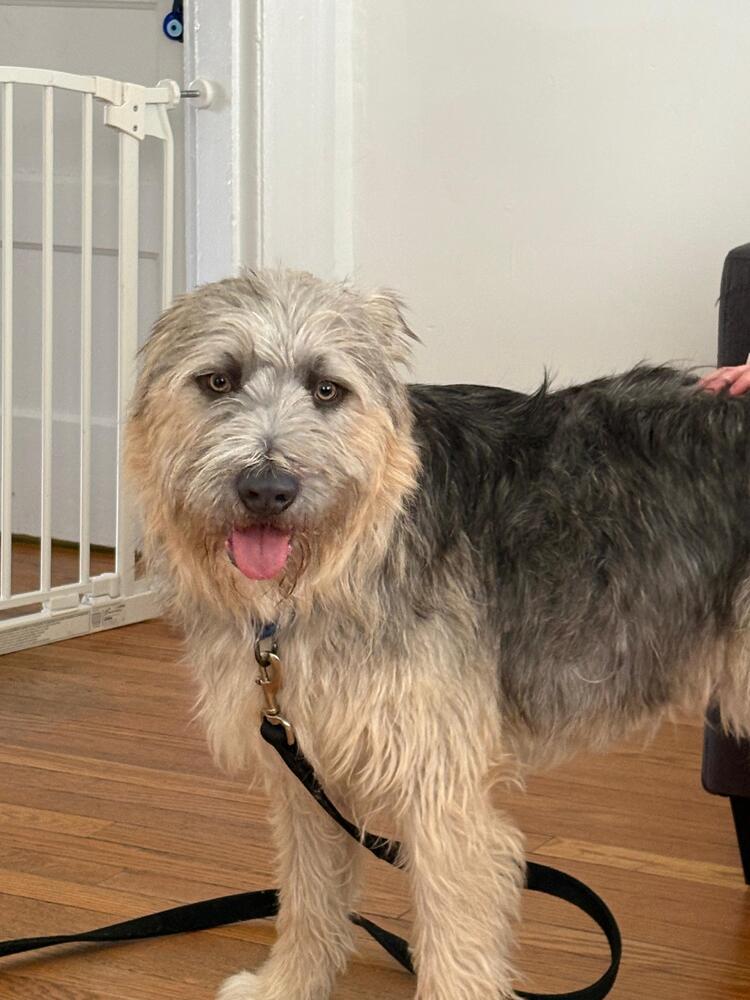 Enlarge Fozzie (FOSTERED LOCALLY), a Adoptable mixed breed in Leverett, MA image 4/6