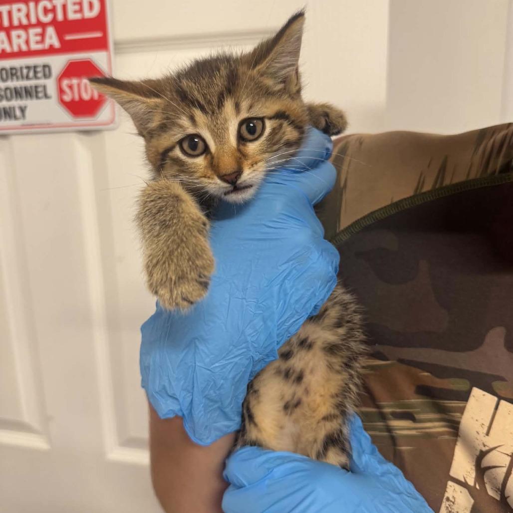 Sandy Cheeks ARC2026-508, Adoptable, Kitten Female Domestic Short Hair.