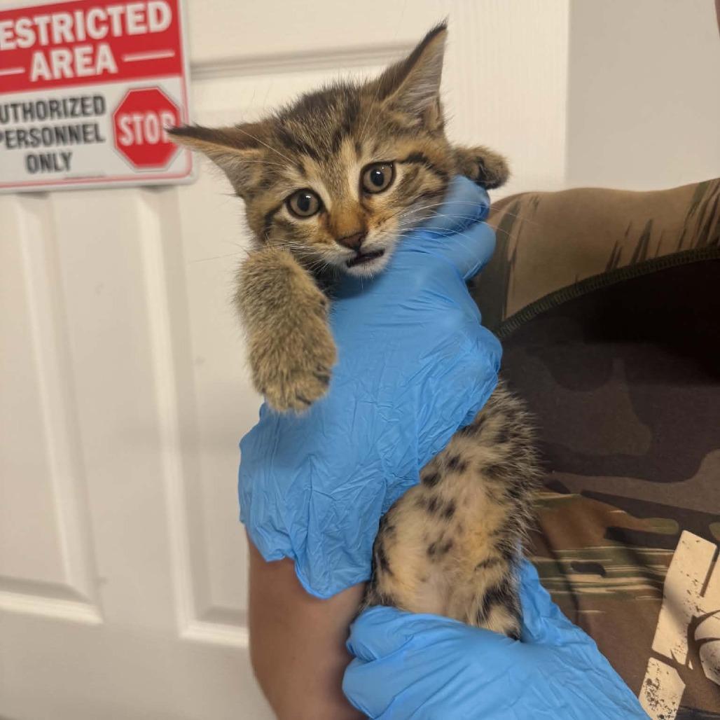 Enlarge Sandy Cheeks ARC2026-508, a Adoptable Domestic Short Hair in Akron, NY image 4/4