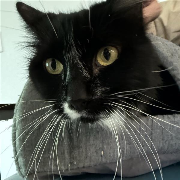 Enlarge Doobie, a Adoptable Domestic Long Hair in Mount Shasta, CA image 1/6