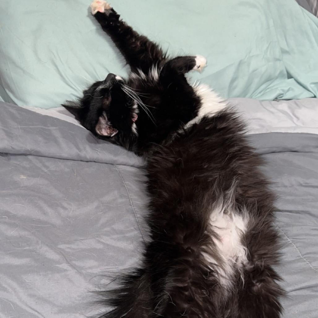 Enlarge Doobie, a Adoptable Domestic Long Hair in Mount Shasta, CA image 2/6