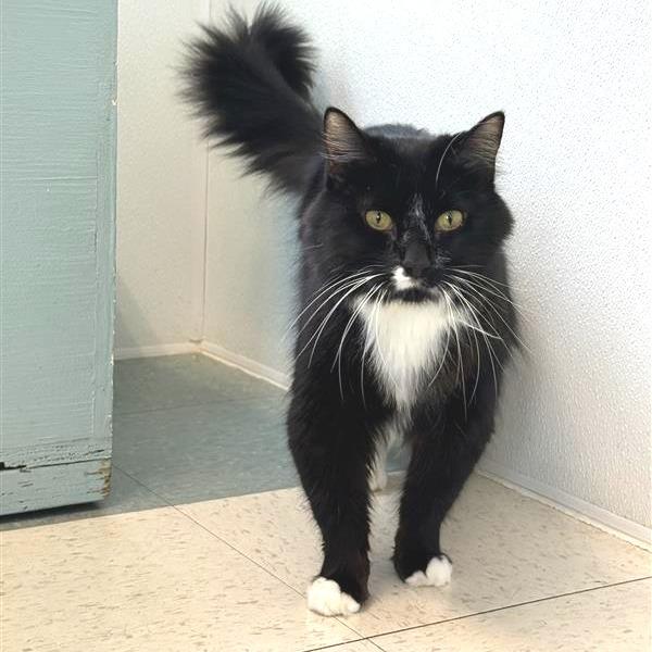 Enlarge Doobie, a Adoptable Domestic Long Hair in Mount Shasta, CA image 2/6