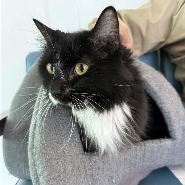 Enlarge Doobie, a Adoptable Domestic Long Hair in Mount Shasta, CA image 3/6
