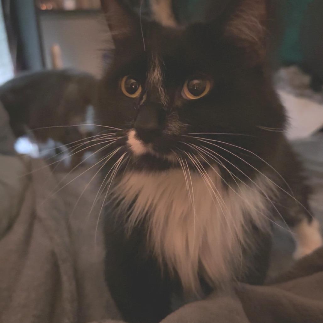 Enlarge Doobie, a Adoptable Domestic Long Hair in Mount Shasta, CA image 4/6