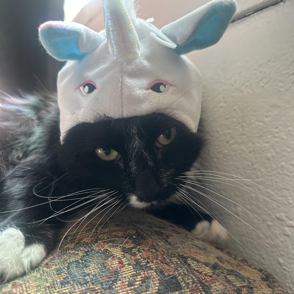 Enlarge Doobie, a Adoptable Domestic Long Hair in Mount Shasta, CA image 5/6