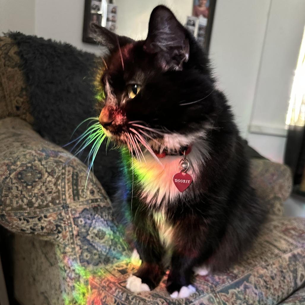 Enlarge Doobie, a Adoptable Domestic Long Hair in Mount Shasta, CA image 6/6