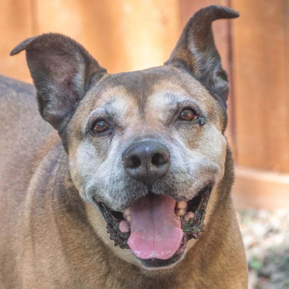 Enlarge Sarah Ribbons (I have a Secret Crush!), a Adoptable mixed breed in Decatur, GA image 1/6