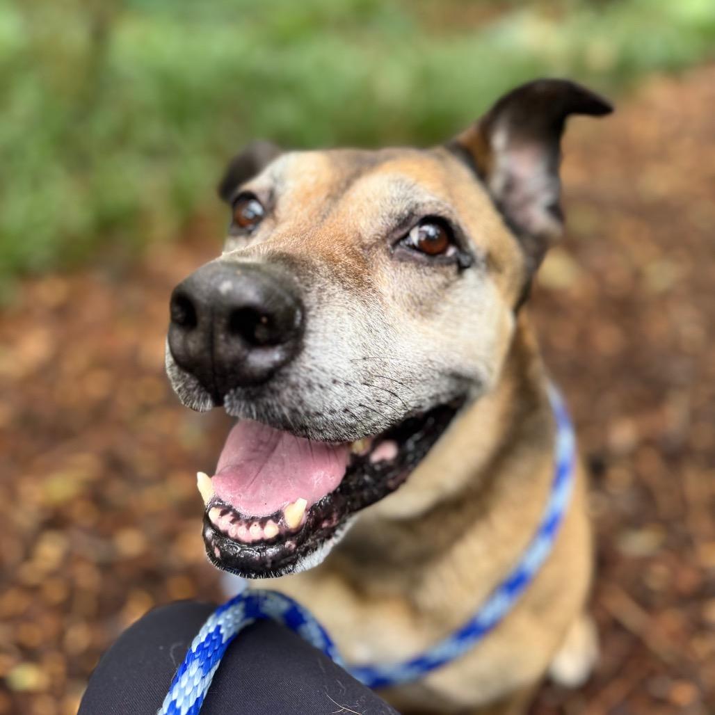 Enlarge Sarah Ribbons (I have a Secret Crush!), a Adoptable mixed breed in Decatur, GA image 2/6