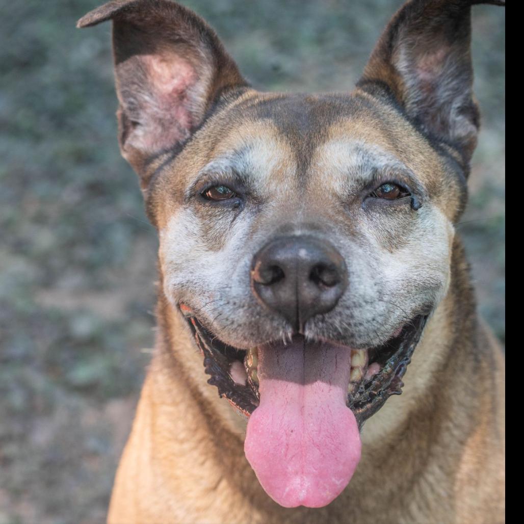 Enlarge Sarah Ribbons (I have a Secret Crush!), a Adoptable mixed breed in Decatur, GA image 3/6