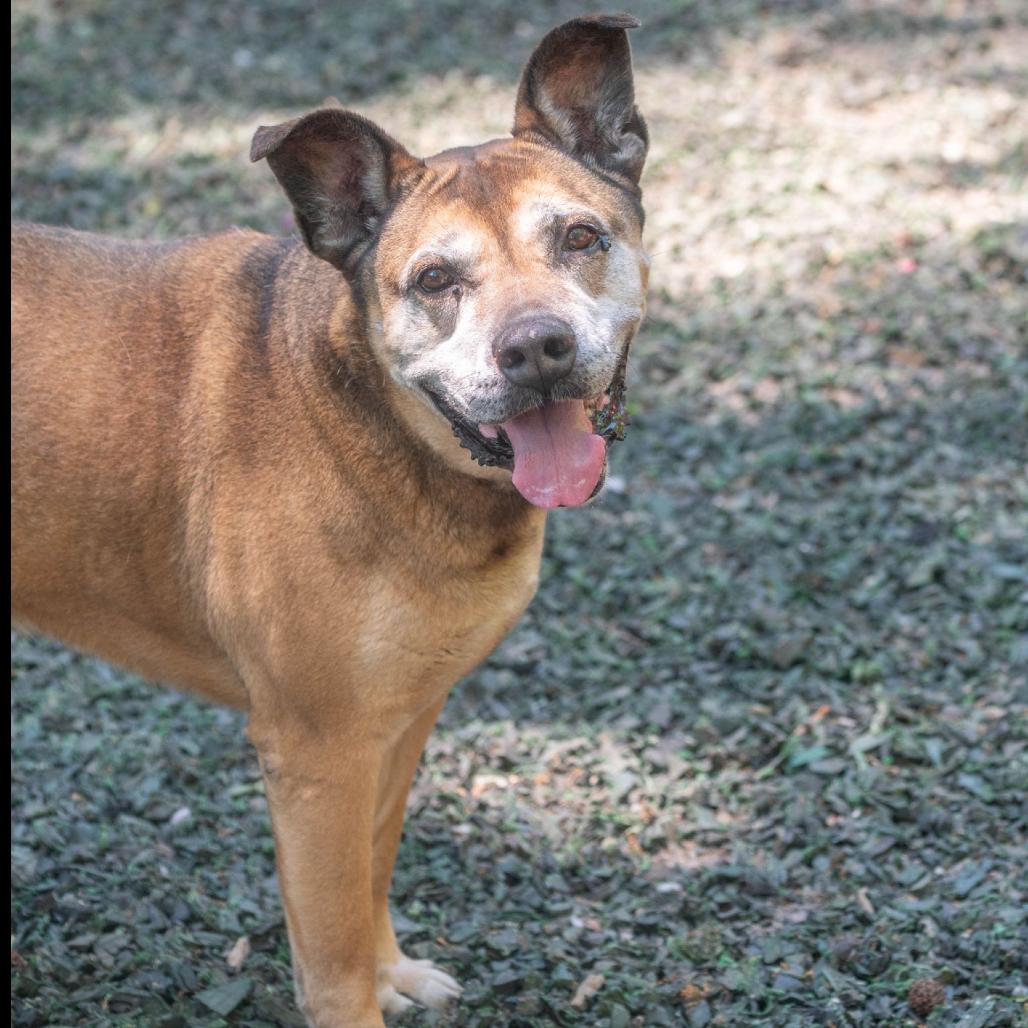 Enlarge Sarah Ribbons (I have a Secret Crush!), a Adoptable mixed breed in Decatur, GA image 4/6