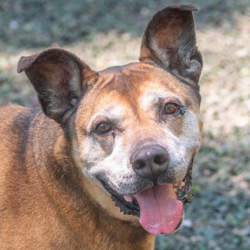 Enlarge Sarah Ribbons (I have a Secret Crush!), a Adoptable mixed breed in Decatur, GA image 5/6
