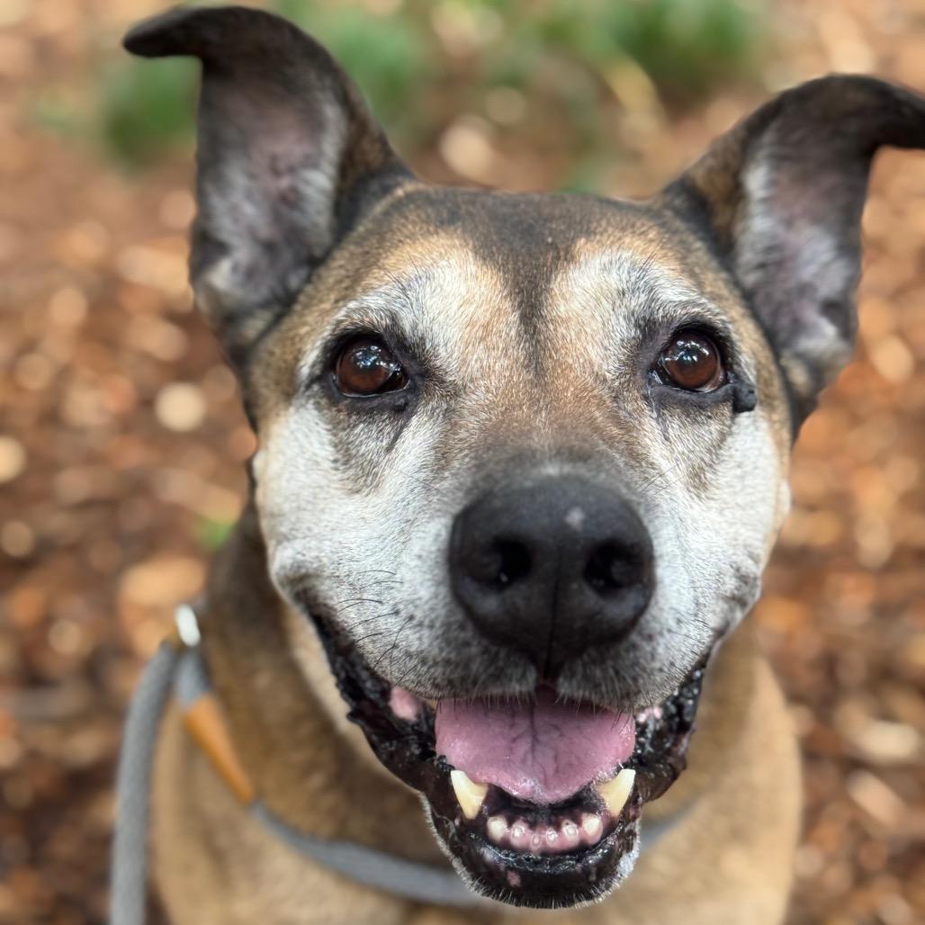 Sarah Ribbons (I have a Secret Crush!), a Adoptable mixed breed in Decatur, GA image 6/6