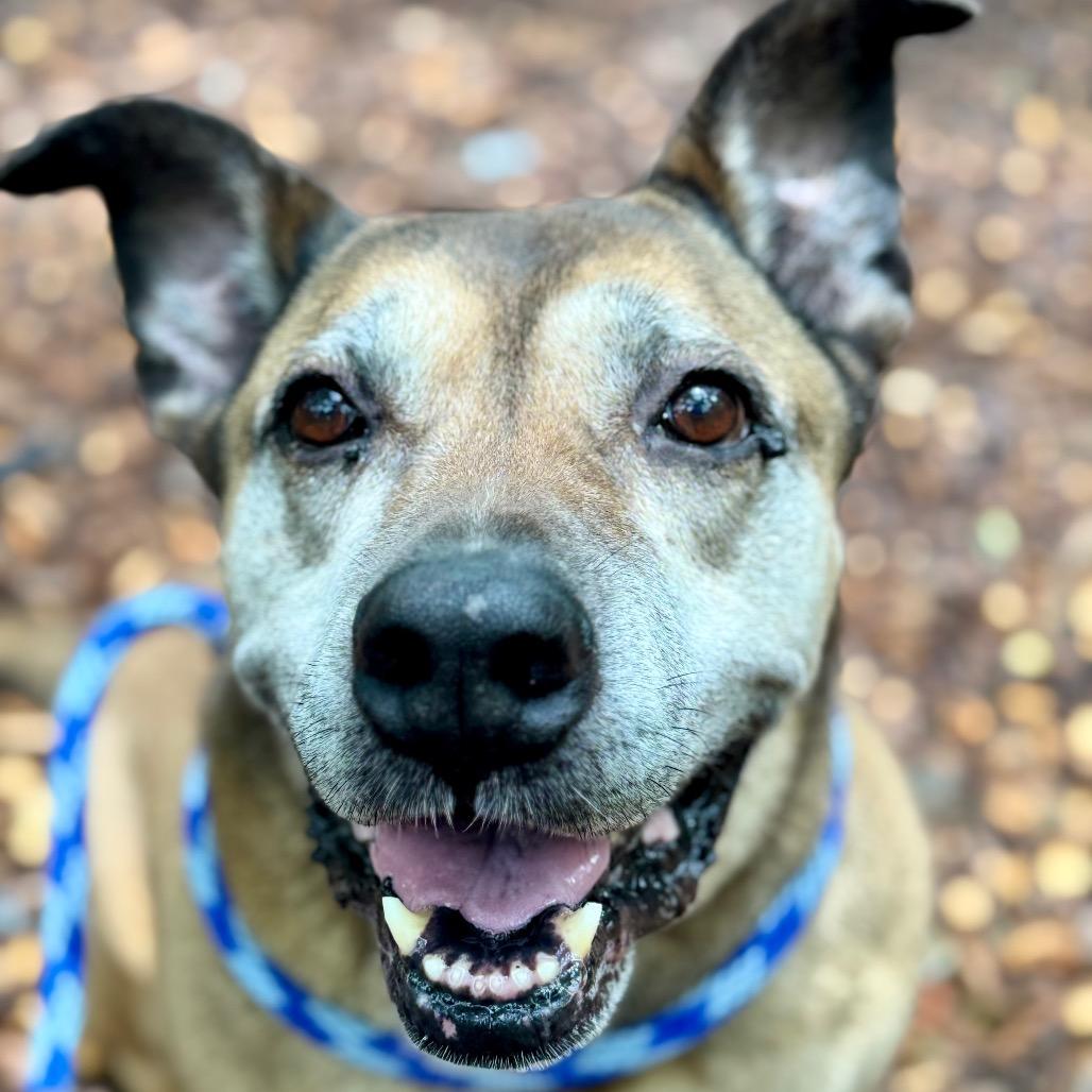 Enlarge Sarah Ribbons (I have a Secret Crush!), a Adoptable mixed breed in Decatur, GA image 6/6