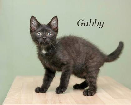 Enlarge Gabby, a Adoptable mixed breed in Parma, OH image 1/1